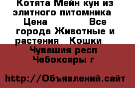 Котята Мейн-кун из элитного питомника › Цена ­ 20 000 - Все города Животные и растения » Кошки   . Чувашия респ.,Чебоксары г.